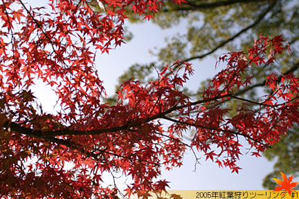 大覚寺 大沢池の紅葉