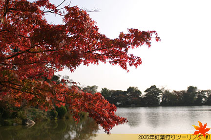 大覚寺 大沢池の紅葉